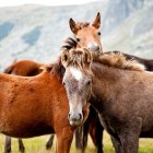 Handige handvatten voor het (Freestyle) trainen van paarden